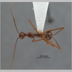 Aphaenogaster feae Emery, 1889 dorsal