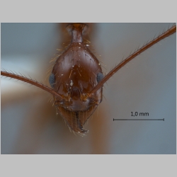 Aphaenogaster feae Emery, 1889 frontal