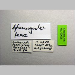 Aphaenogaster feae Emery, 1889 label