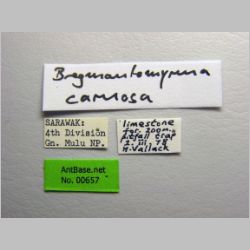 Bregmatomyrma carnosa Wheeler, 1929 label