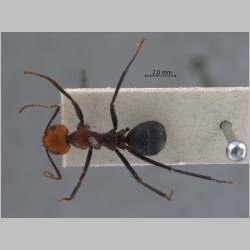 Camponotus irritabilis Smith, 1857 dorsal