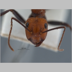 Camponotus irritabilis Smith, 1857 frontal