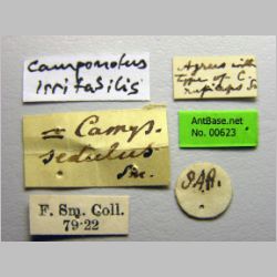 Camponotus irritabilis Smith, 1857 label