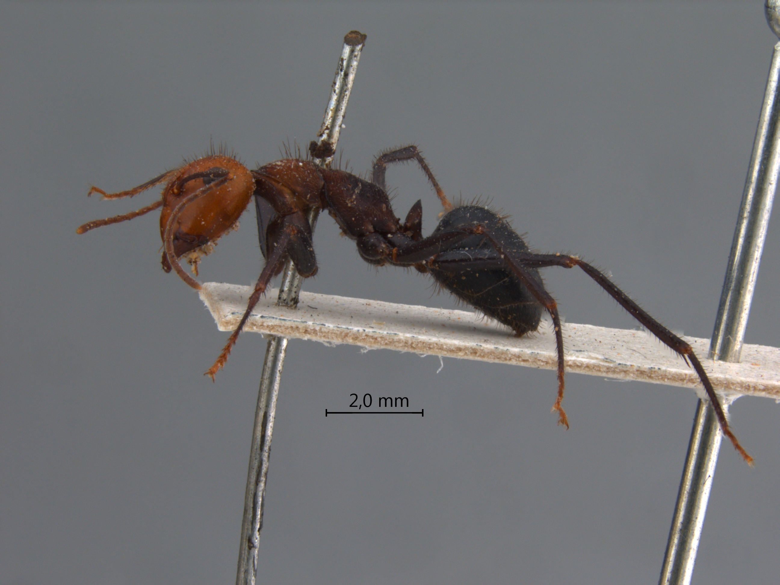 Camponotus irritabilis lateral