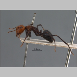 Camponotus irritabilis Smith, 1857 lateral