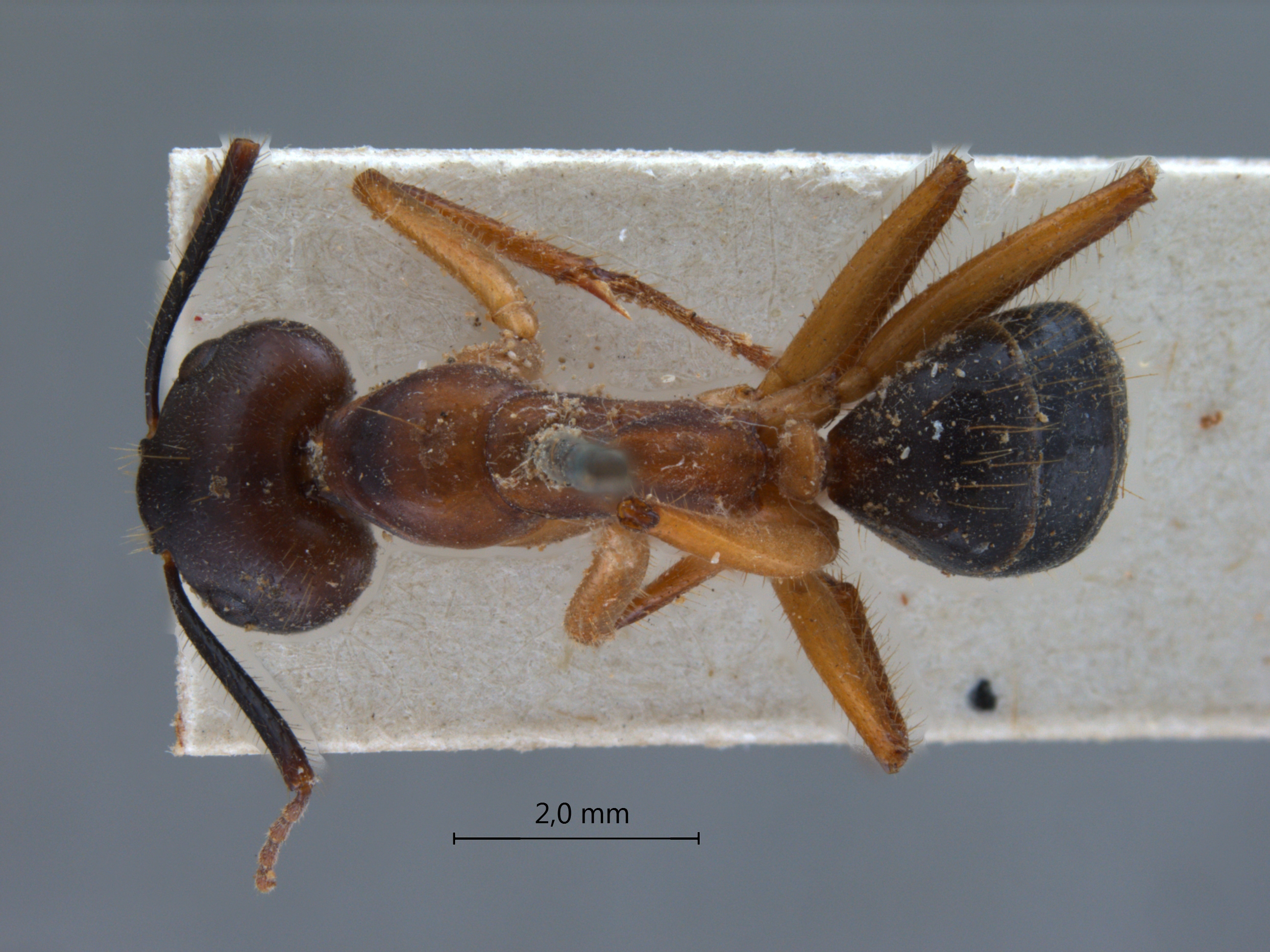 camponotus irritans pallidus dorsal