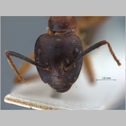 Camponotus irritans pallidus Smith, 1857 frontal