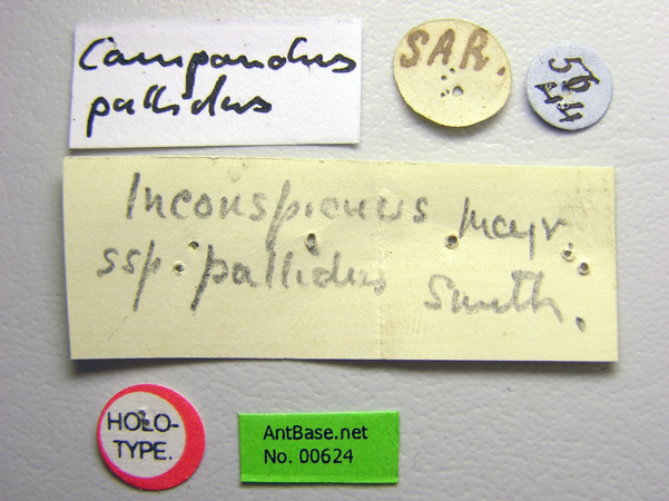 Camponotus irritans pallidus label