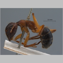 Camponotus irritans pallidus Smith, 1857 lateral