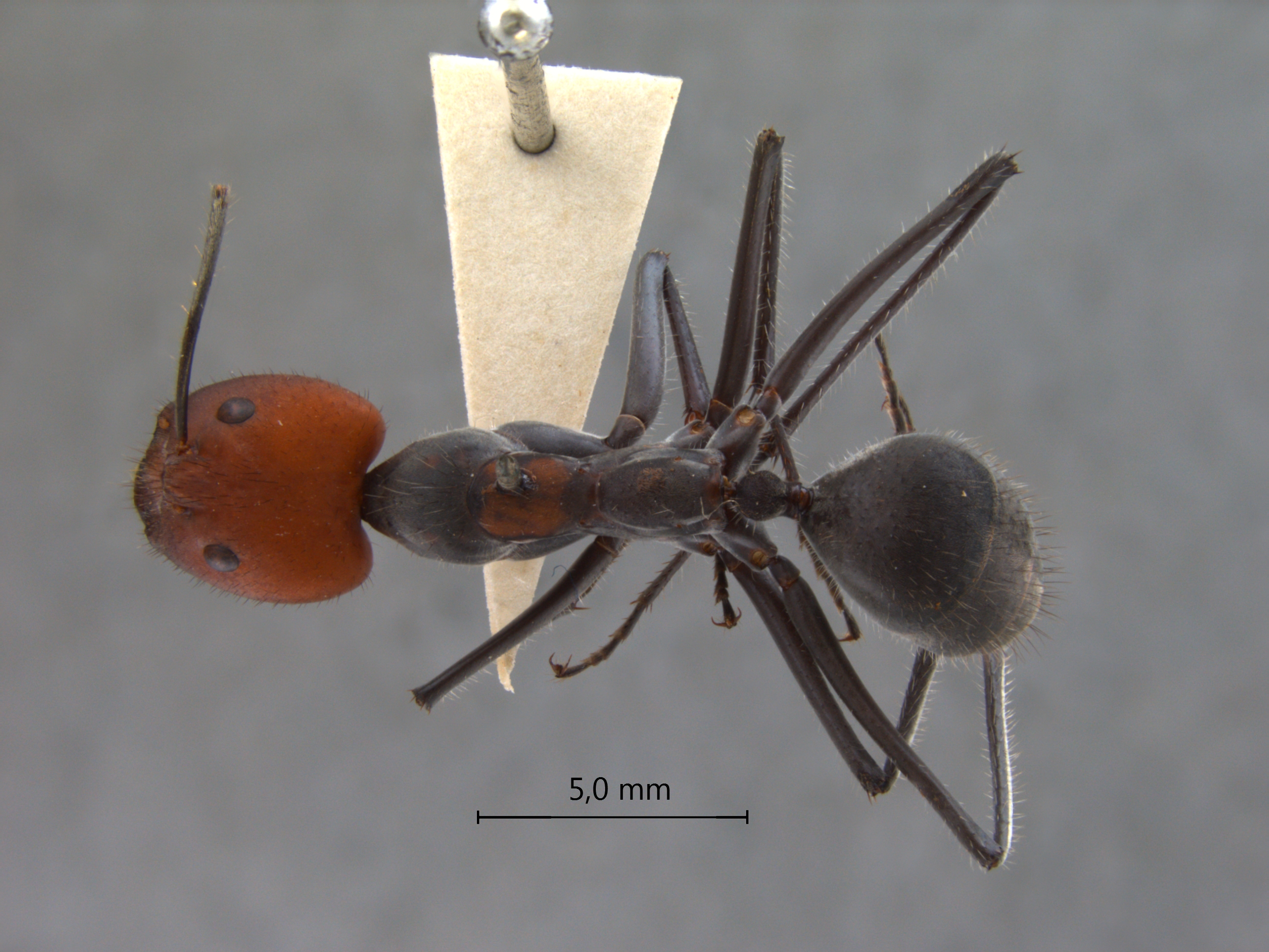 camponotus singularis dorsal