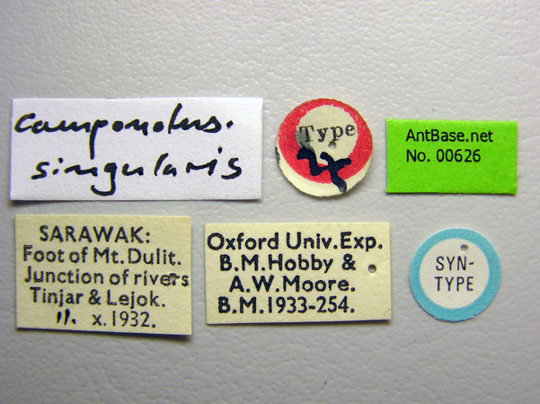 Camponotus singularis label