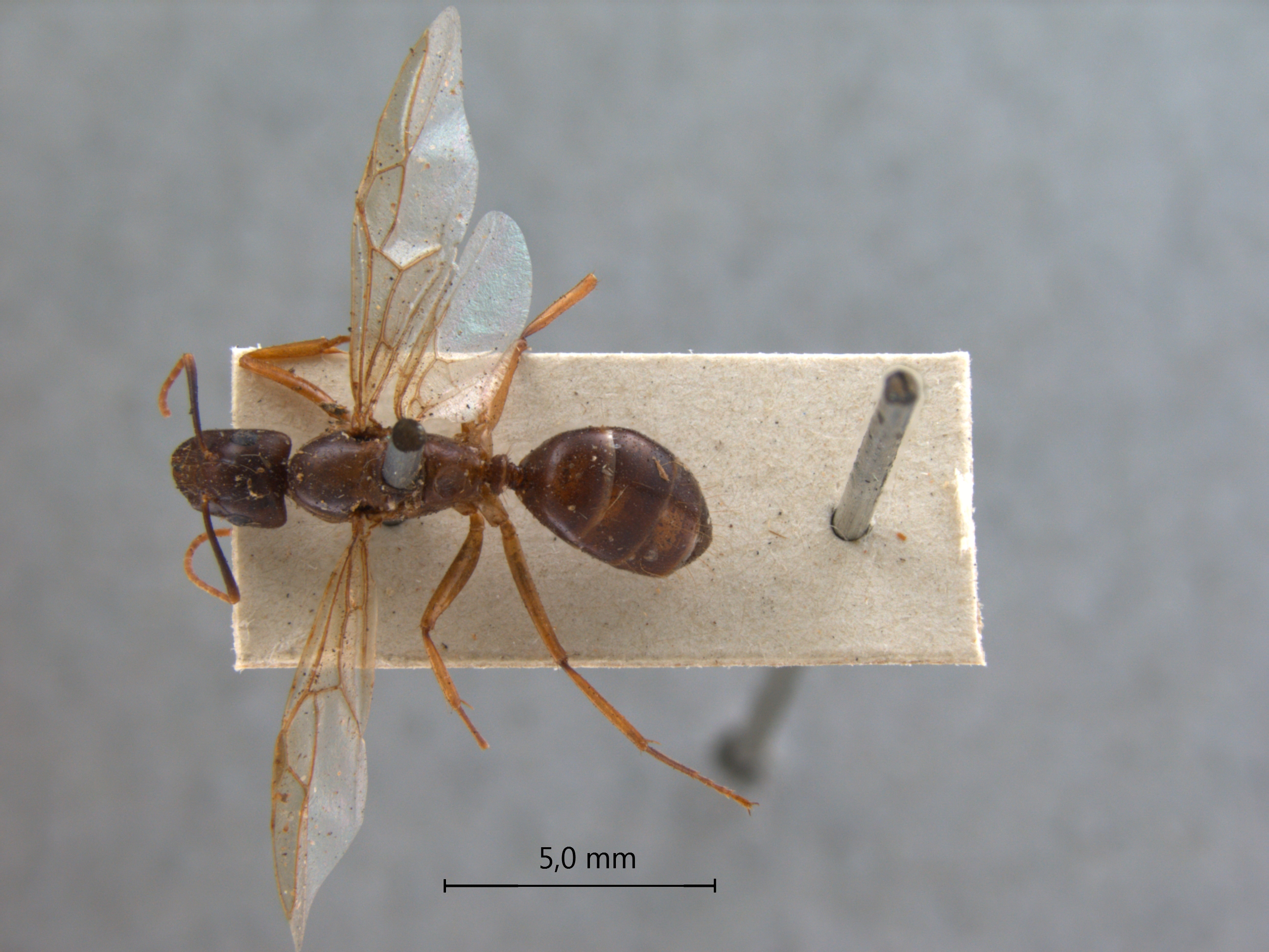 camponotus tenuipes dorsal