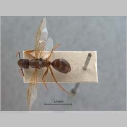 Camponotus tenuipes Smith, 1857 dorsal