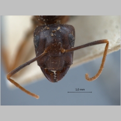 Camponotus tenuipes Smith, 1857 frontal