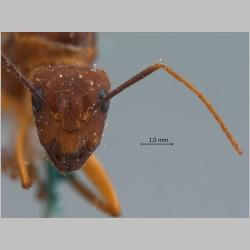 Camponotus variegatus Smith, 1858 frontal