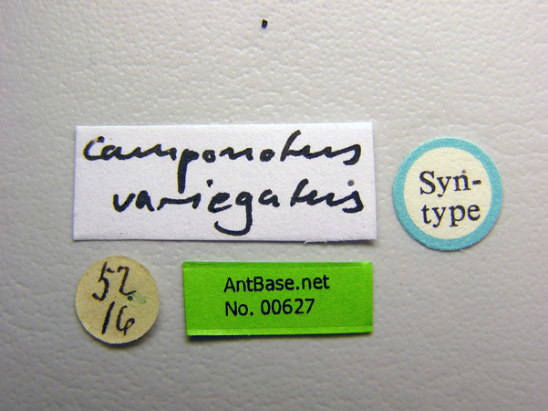 Camponotus variegatus label