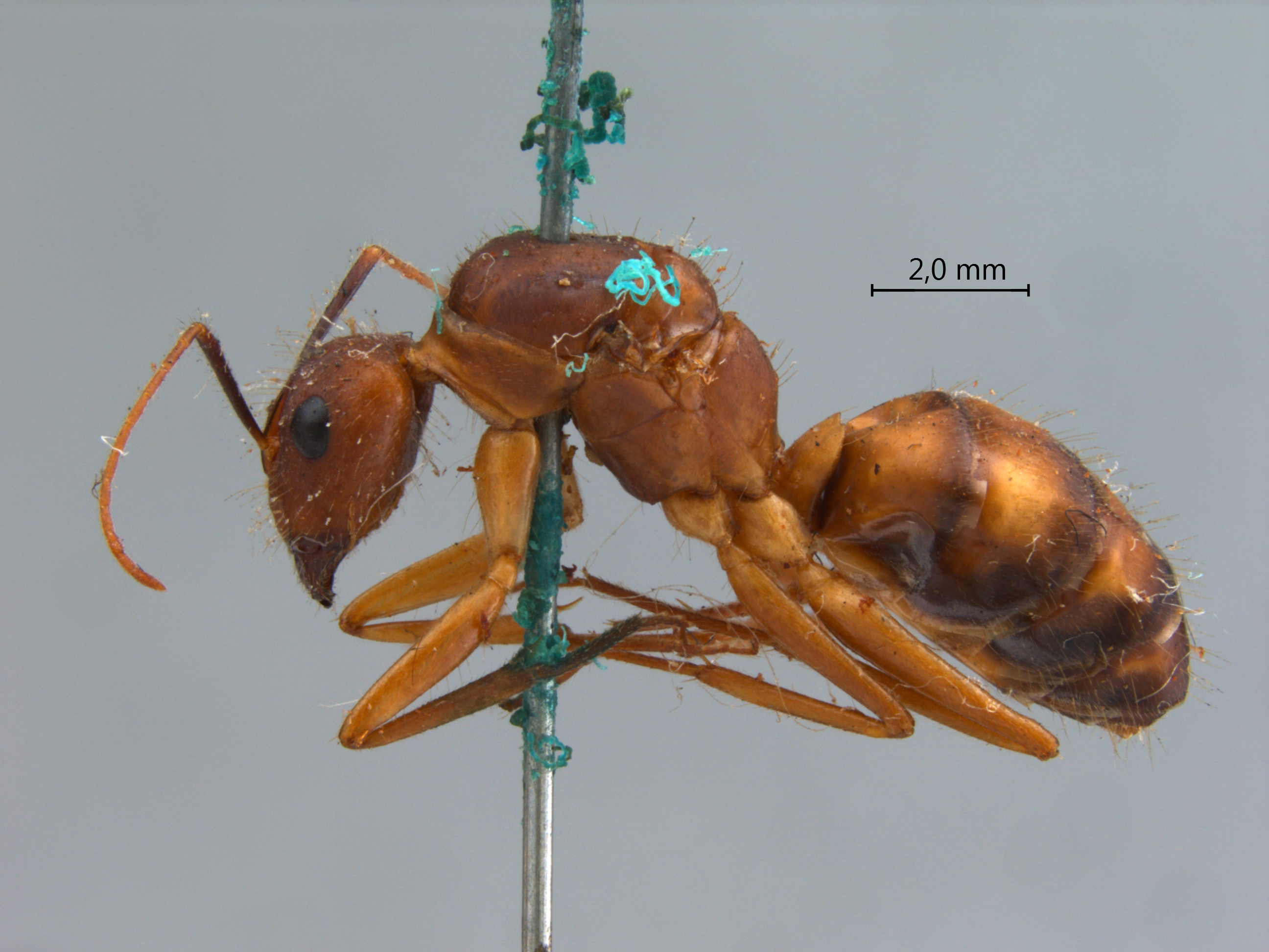 Camponotus variegatus lateral