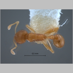 Cardiocondyla nana Seifert, 2003 dorsal