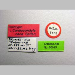 Cardiocondyla nana Seifert, 2003 label