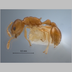 Cardiocondyla nana Seifert, 2003 lateral