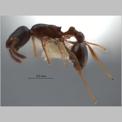 Cardiocondyla nuda Mayr, 1866 lateral