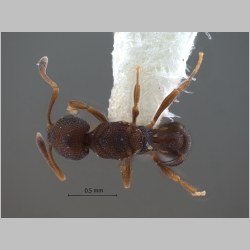 Cardiocondyla sp LATI (code of Seifert) dorsal