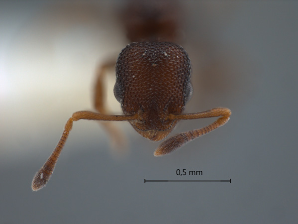 Cardiocondyla sp LATI frontal