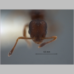 Cardiocondyla sp LATI (code of Seifert) frontal