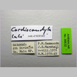 Cardiocondyla sp LATI (code of Seifert) label
