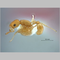 Cardiocondyla sp MISE (code of Seifert) lateral