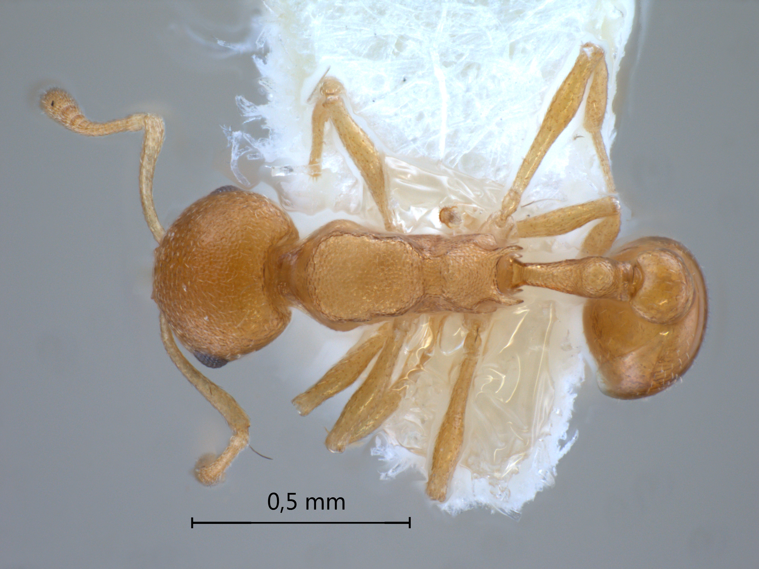 cardiocondyla sp SULC dorsal