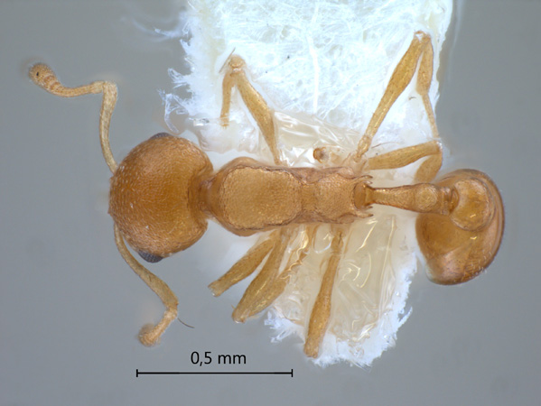 Cardiocondyla sp SULC dorsal