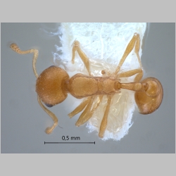 Cardiocondyla sp SULC (code of Seifert) dorsal