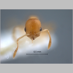 Cardiocondyla sp SULC (code of Seifert) frontal