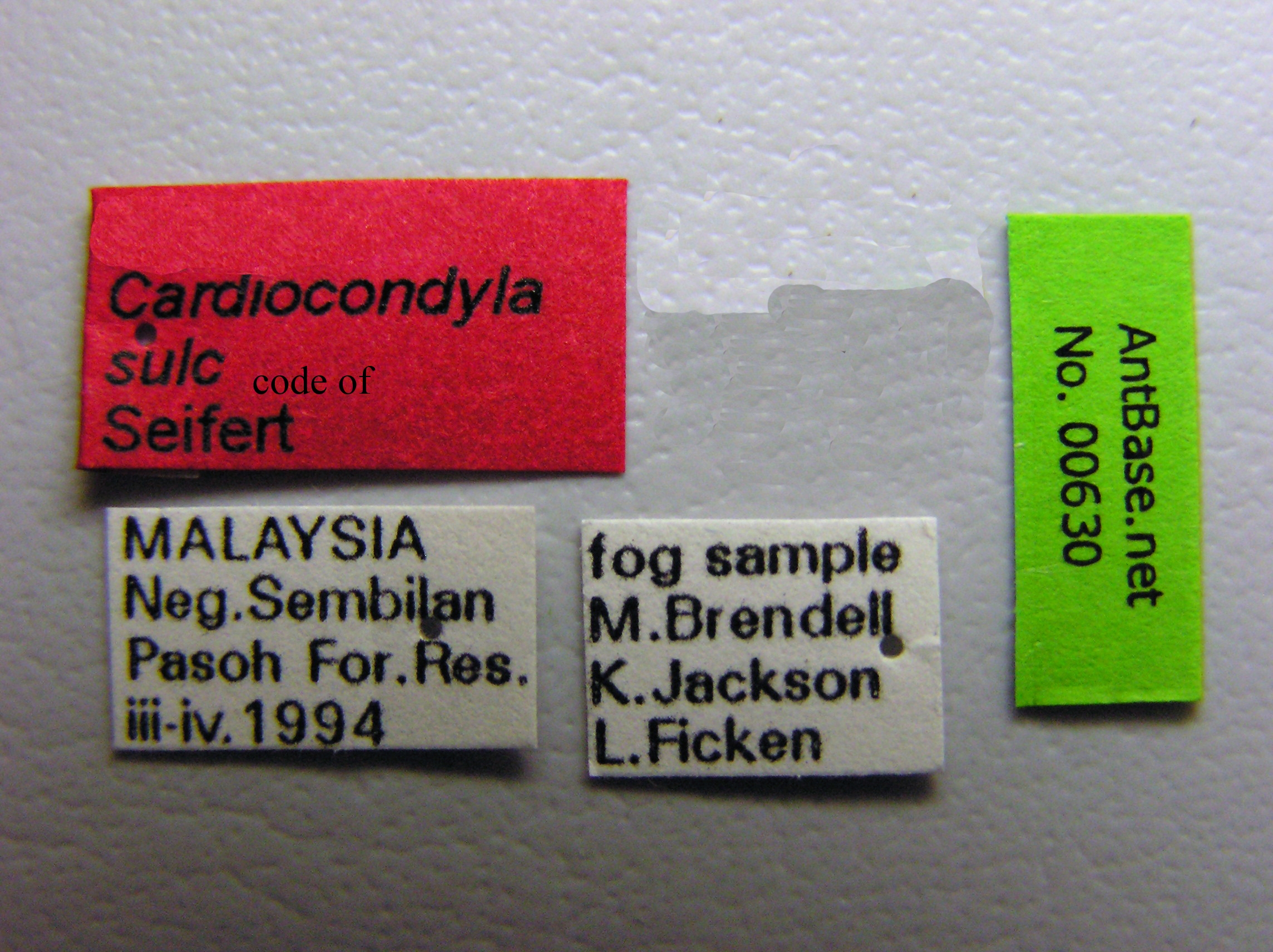 Cardiocondyla sp SULC label