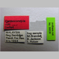Cardiocondyla sp SULC (code of Seifert) label