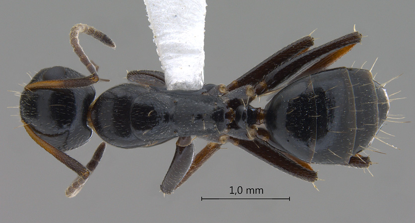 Camponotus bedoti dorsal