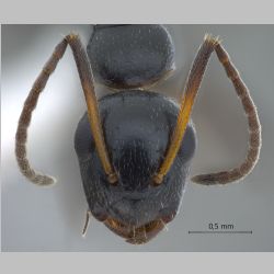 Camponotus bedoti Emery, 1893 frontal