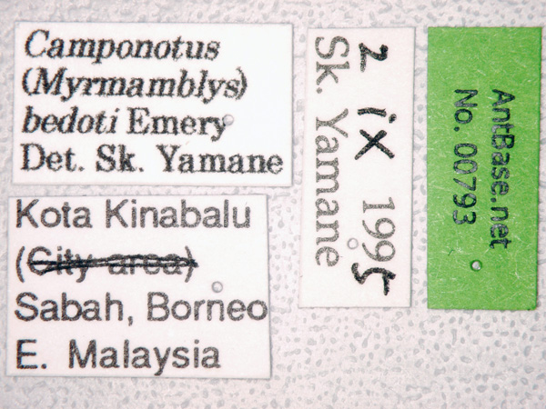 Camponotus bedoti label