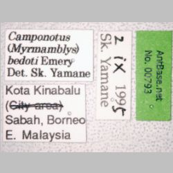 Camponotus bedoti Emery, 1893 label