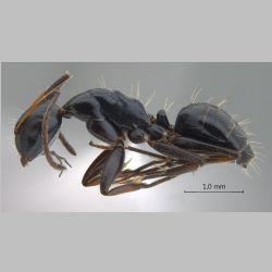 Camponotus bedoti Emery, 1893 lateral