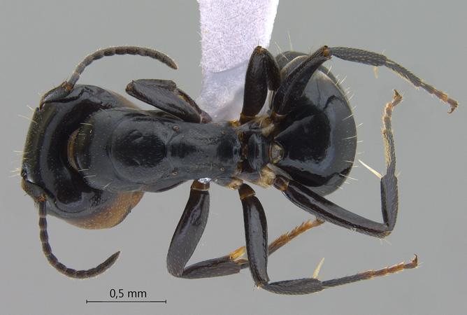 Camponotus bedoti major dorsal