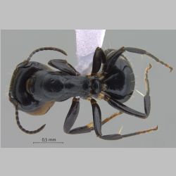Camponotus bedoti major Emery, 1893 dorsal