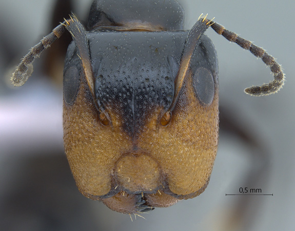 Camponotus bedoti major frontal