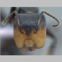 Camponotus bedoti major Emery, 1893 frontal