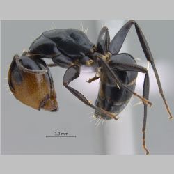 Camponotus bedoti major Emery, 1893 lateral
