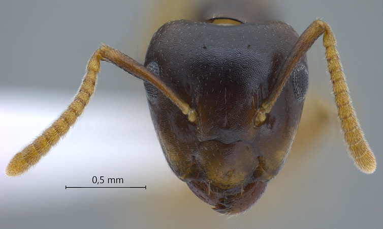 Camponotus hospes frontal