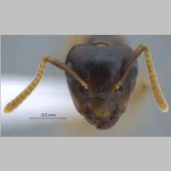 Camponotus hospes Emery, 1884 frontal