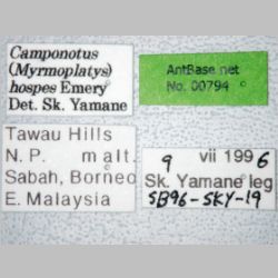 Camponotus hospes Emery, 1884 label