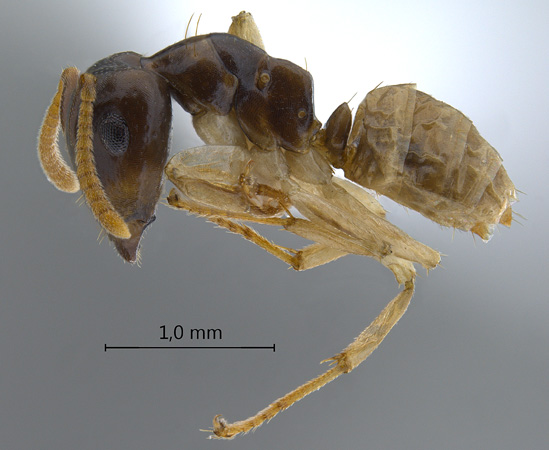 Camponotus hospes lateral